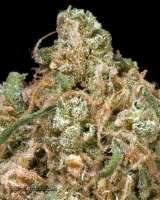 Tangerine Dream archive 3