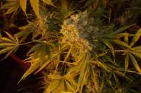 Tangerine Dream archive 5