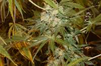 Tangerine Dream archive 4