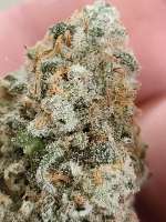 An image of Tropicanna Banana