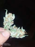 An image of Tropicanna Banana
