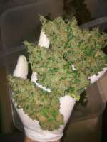 Vanilla Kush: strain page photo, credit seedfinder.eu, copyright status shown with credit copyright unverified