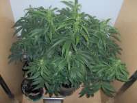 An image of Violator Kush