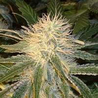An image of Violator Kush