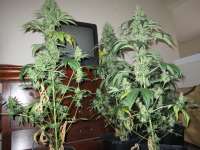 An image of Violator Kush