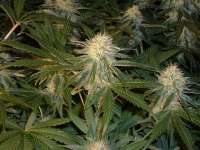 An image of Violator Kush