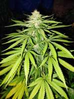 An image of White Widow