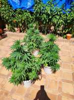 An image of White Widow XXL