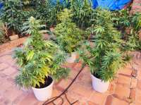 An image of White Widow XXL