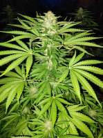 An image of White Widow XXL