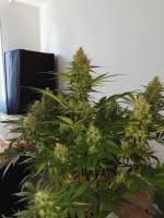 An image of Zkittlez OG Auto