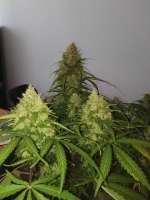 An image of Zkittlez OG Auto