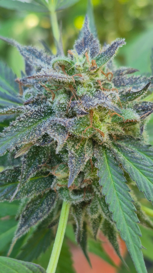 An image of RS11 x Banana OG