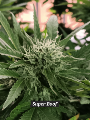 Super Boof: strain page photo, credit seedfinder.eu, copyright status shown with credit copyright unverified