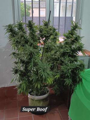 Super Boof: strain page photo, credit seedfinder.eu, copyright status shown with credit copyright unverified