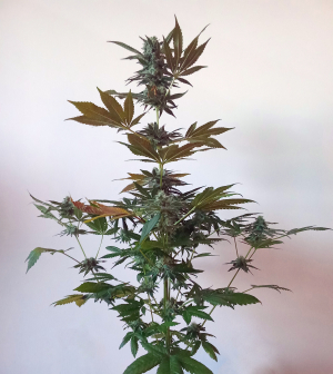 An image of Trainwreck