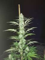 KC's Strawberry archive 1