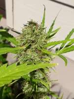 KC's Strawberry archive 2