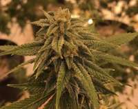 Albino Shouting Gorilla archive 1