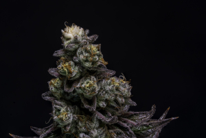 Chimera: strain page photo, credit seedfinder.eu, copyright status shown with credit copyright unverified