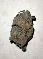 Chimera: strain page photo, credit seedfinder.eu, copyright status shown with credit copyright unverified