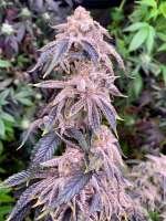 An image of Frosted Enigma
