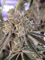 An image of Truffaloha