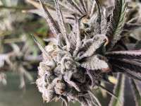 An image of Truffaloha