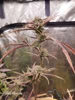 We Be Jammin archive 2