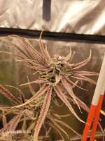 We Be Jammin archive 1