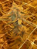 Lake Tahoe archive 1