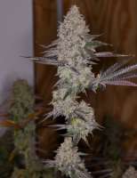 An image of Blue Lemoon