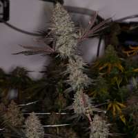 An image of Blue Lemoon
