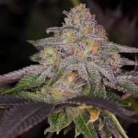 An image of Blue Lemoon
