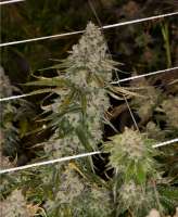 An image of Omaha Blues
