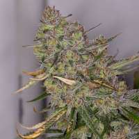 An image of Omaha Blues