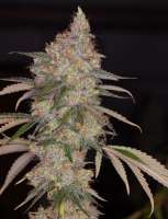 An image of Omaha Blues