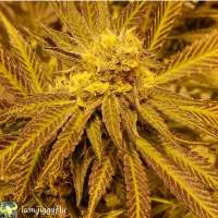 An image of Blueberry OG Haze