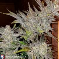 An image of Diamond Dust