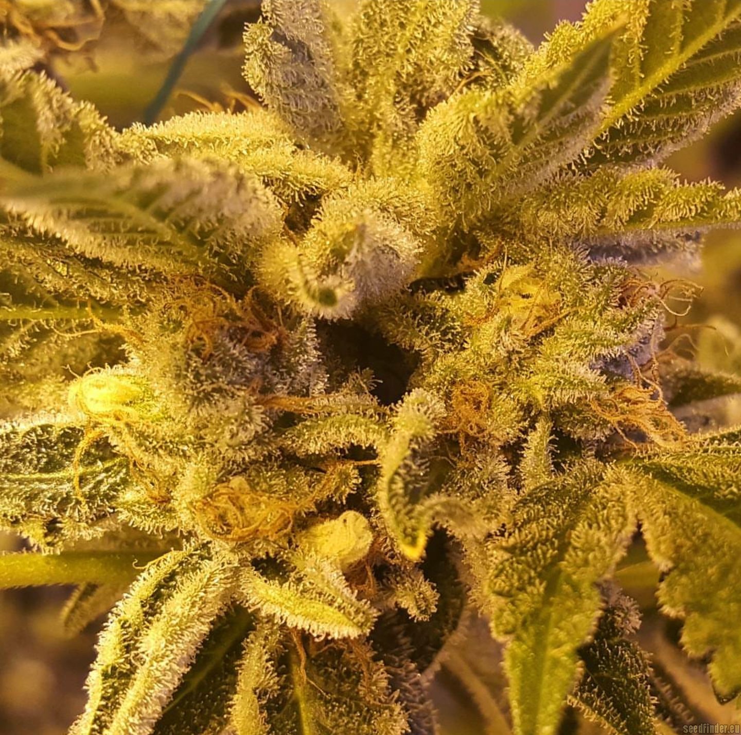 Now N Laterz flowering cannabis, as labeled by the cited photo source