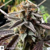 An image of Soft Lightning