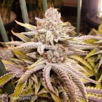 An image of Sugar Cube F2