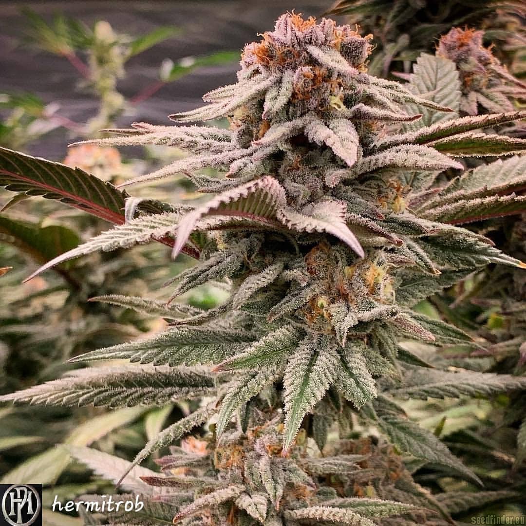 The Bouillon flowering cannabis, as labeled by the cited photo source
