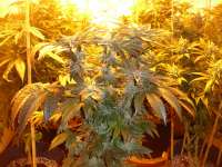An image of Buddha Tahoe