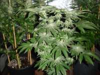 An image of Buddha Tahoe