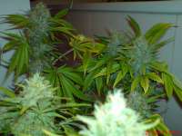 An image of Cheese