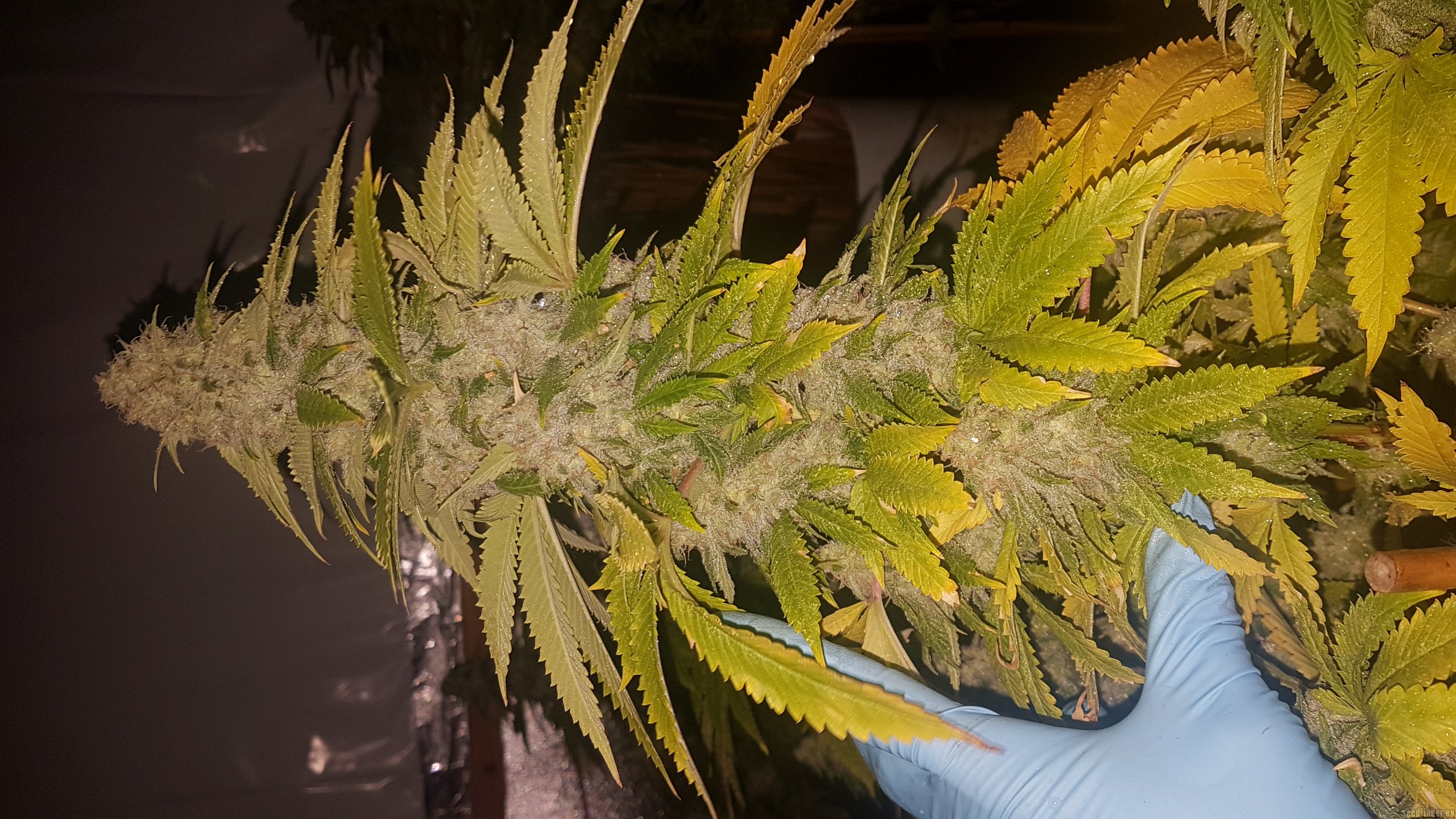 Crystal Gelato flowering cannabis, as labeled by the cited photo source