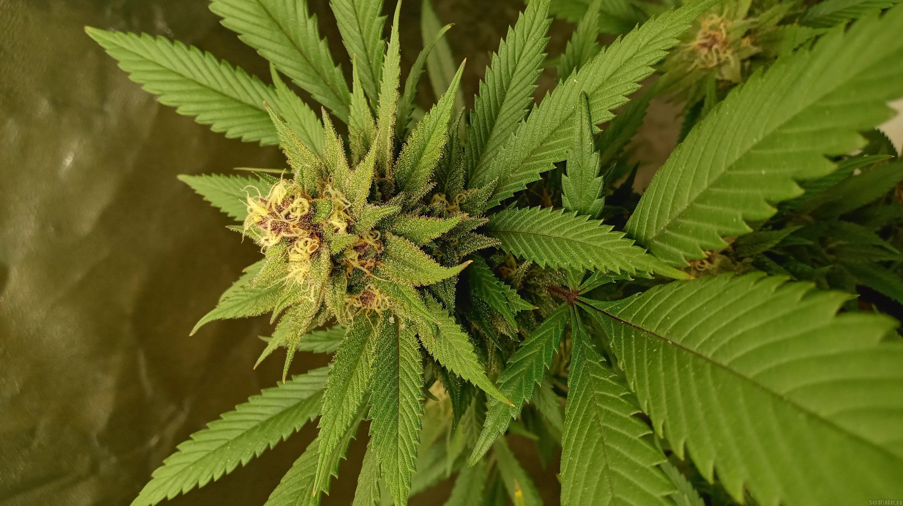 97 BlueMoonshine x Purple Northern Lights #5