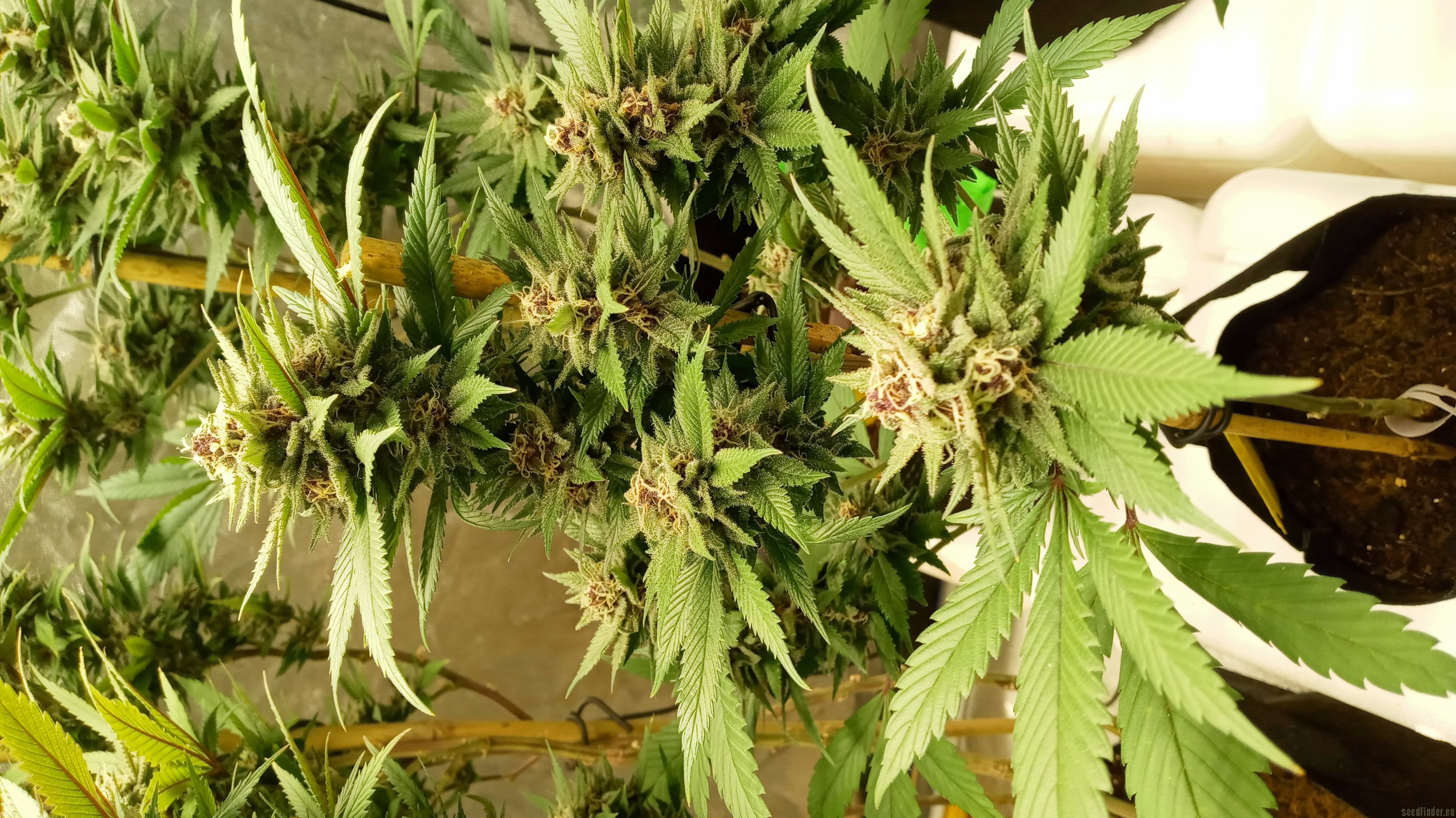 97 BlueMoonshine x Purple Northern Lights #5