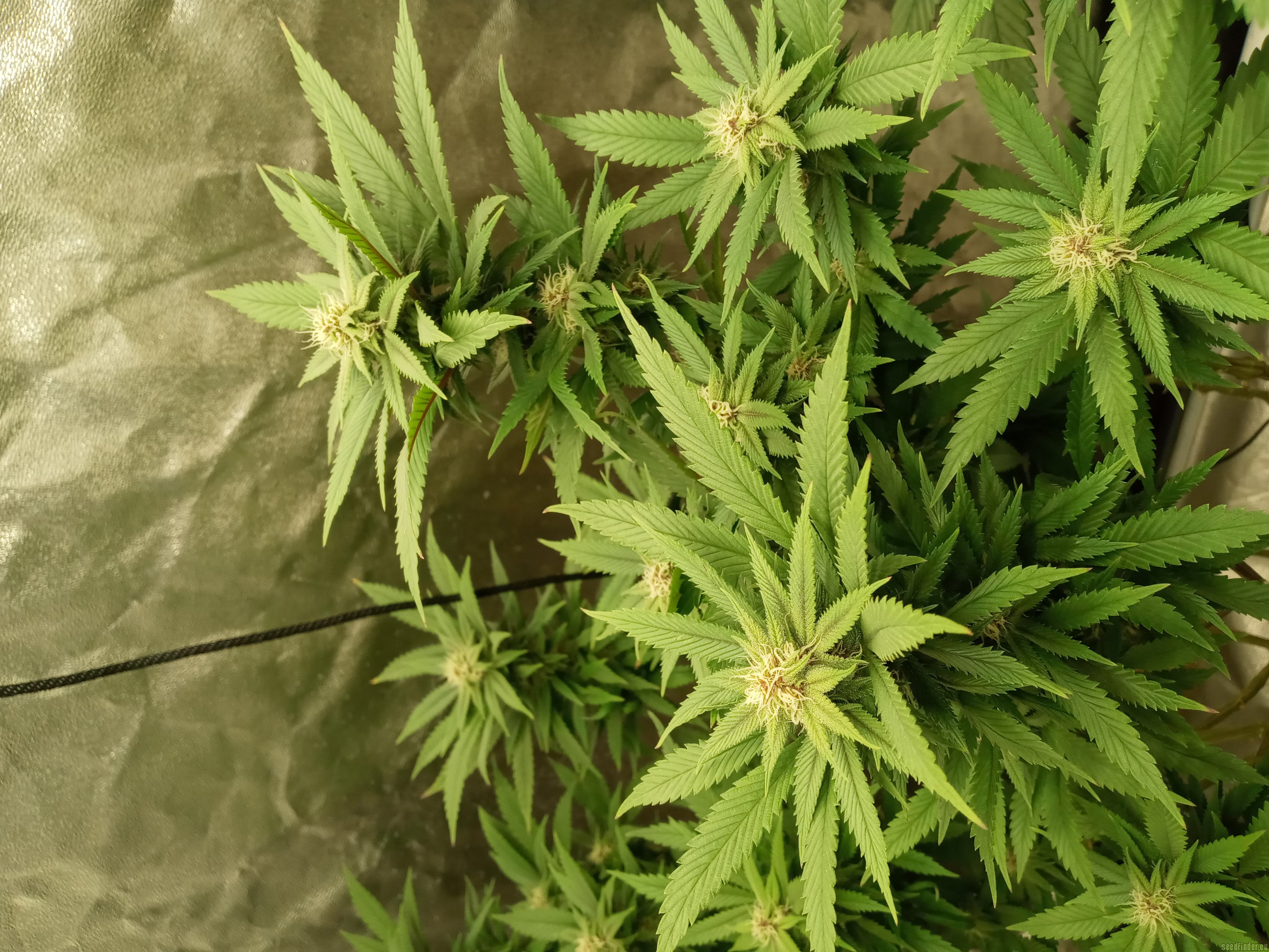 97 BlueMoonshine x Purple Northern Lights #5